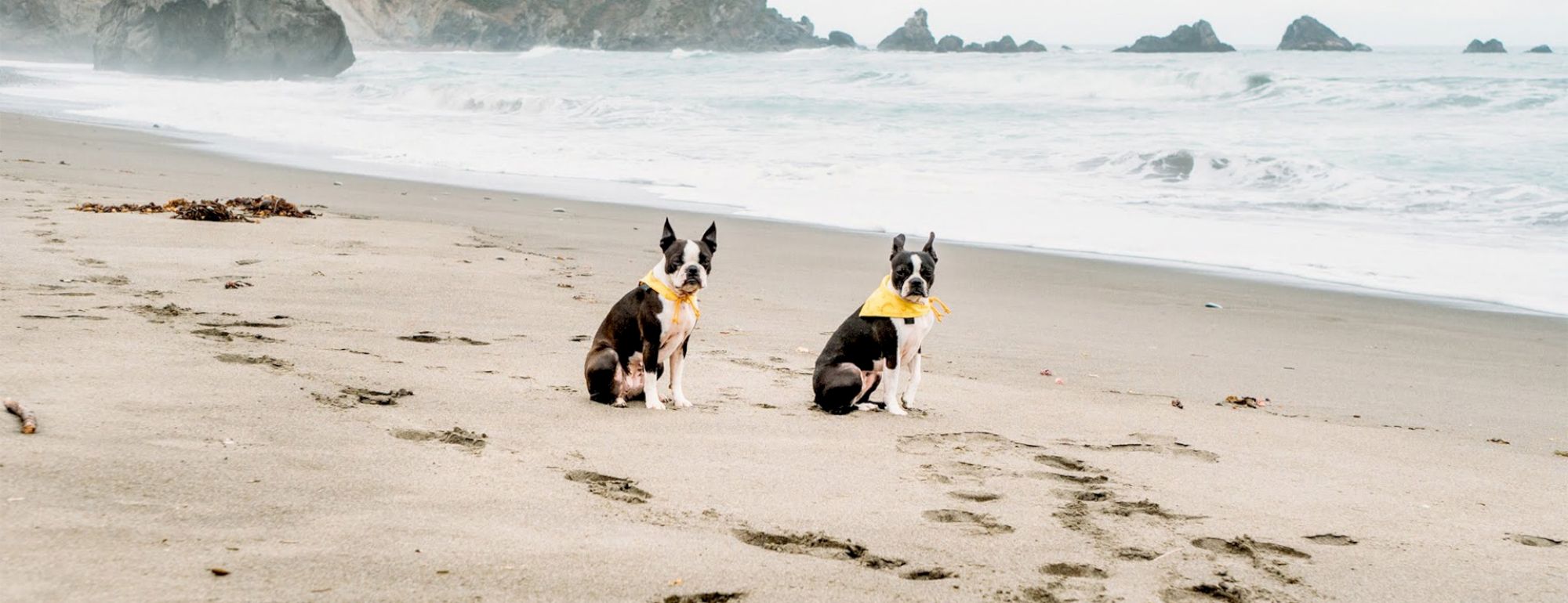 Two dogs wearing yellow bandanas sit on a sandy beach near the shoreline with waves and rocky outcrops in the background.