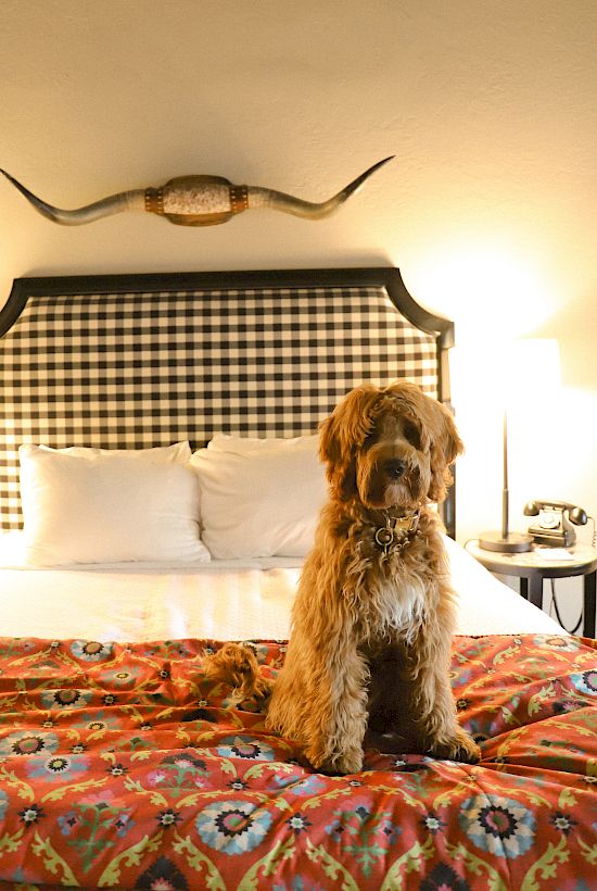 A dog sits on a colorful bed in a warmly lit hotel room, with a decorative wall horn above and checkered headboard. End.
