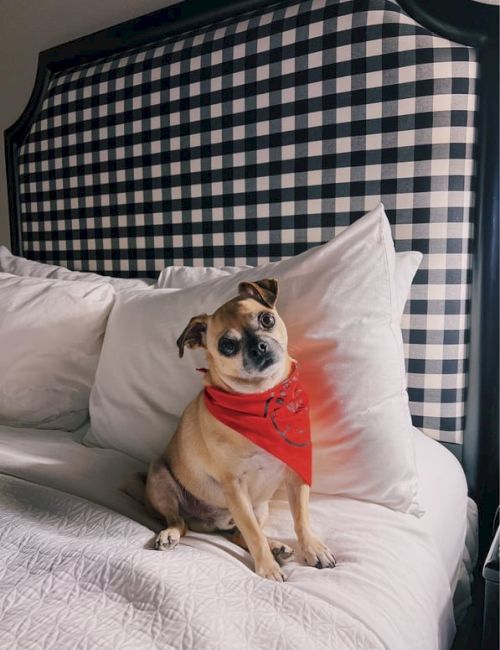 A small tan dog with a red bandana sits upright on a bed with white pillows, against a blue-and-white checkered headboard.