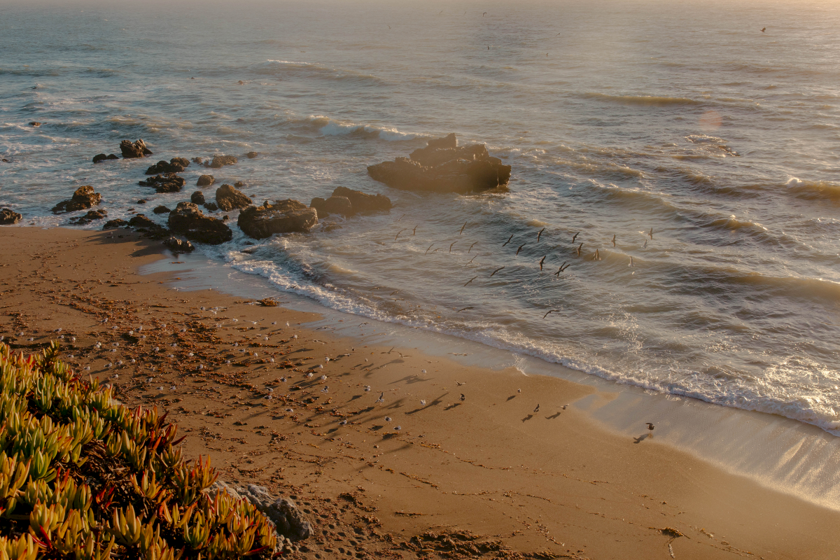 A serene beach scene with waves gently lapping at the shore, rocks scattered along the coastline, and plants in the foreground.