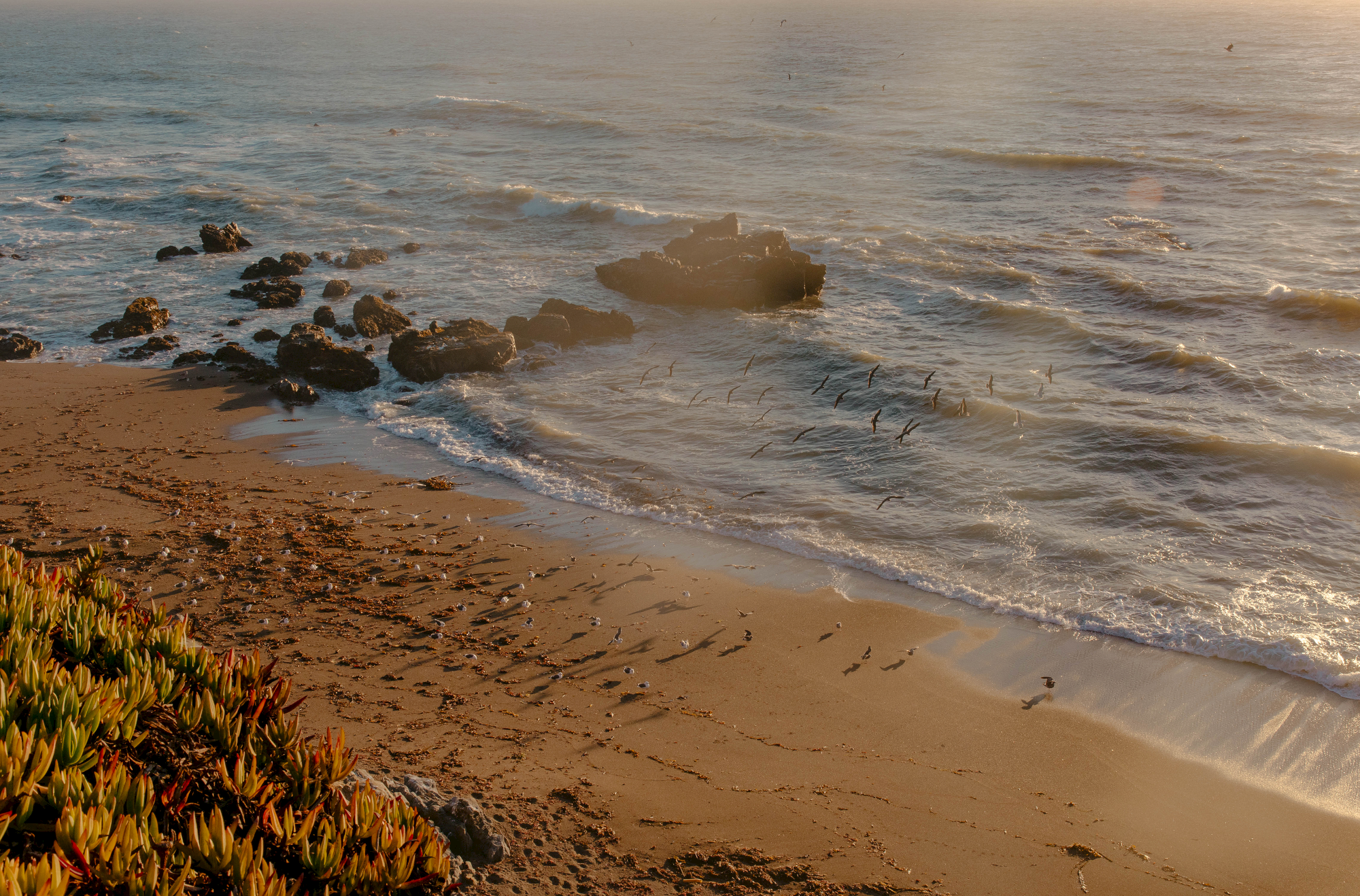 A rocky coastline with waves crashing onto a sandy beach at sunset, sea birds on the shore, and coastal vegetation in the foreground.