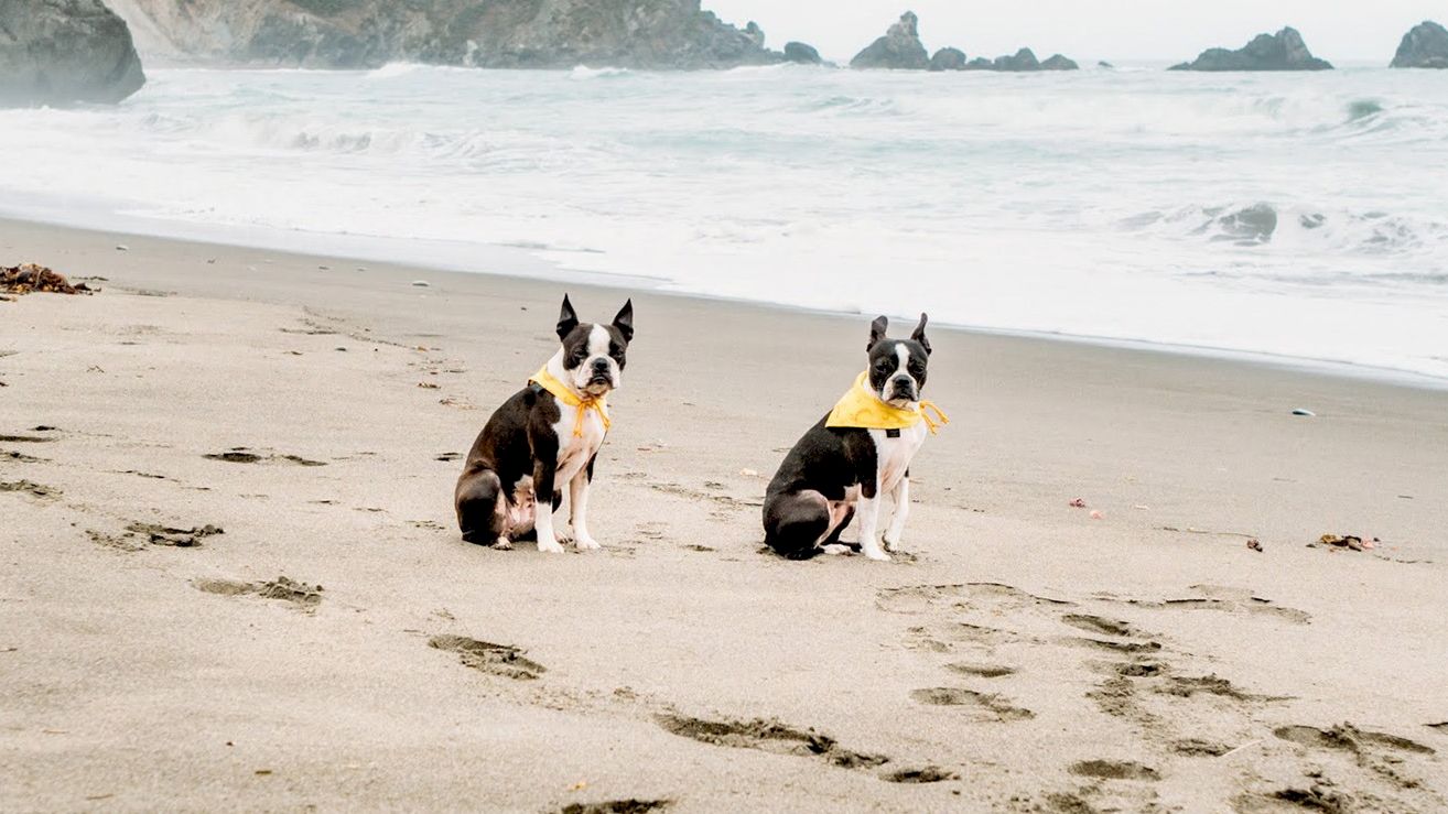 Two dogs wearing yellow bandanas sit on a sandy beach near the shoreline with waves and rocky outcrops in the background.
