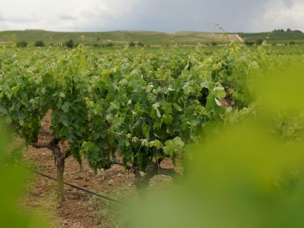Vineyard rows with green grapevines under a cloudy sky, farmland in the distance, viewed through blurred leaves at the foreground.