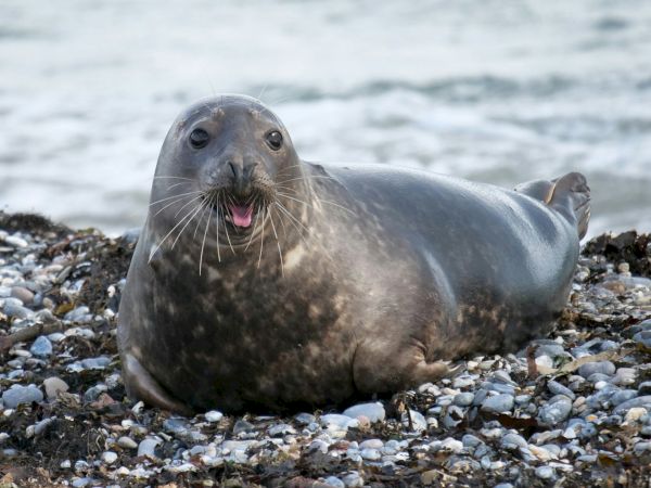 A playful seal rests on a pebbly beach, whiskers wide, eyes bright, looking toward the camera and smiling.