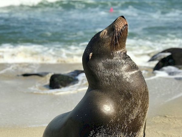 A playful seal posing on the sunny beach, facing the waves with its head tilted back, basking in the breeze.