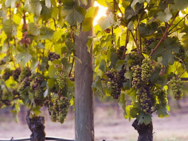 A vineyard with grape clusters hanging from vines on a sunny day, ready for harvest, supported by wooden posts in tidy rows.