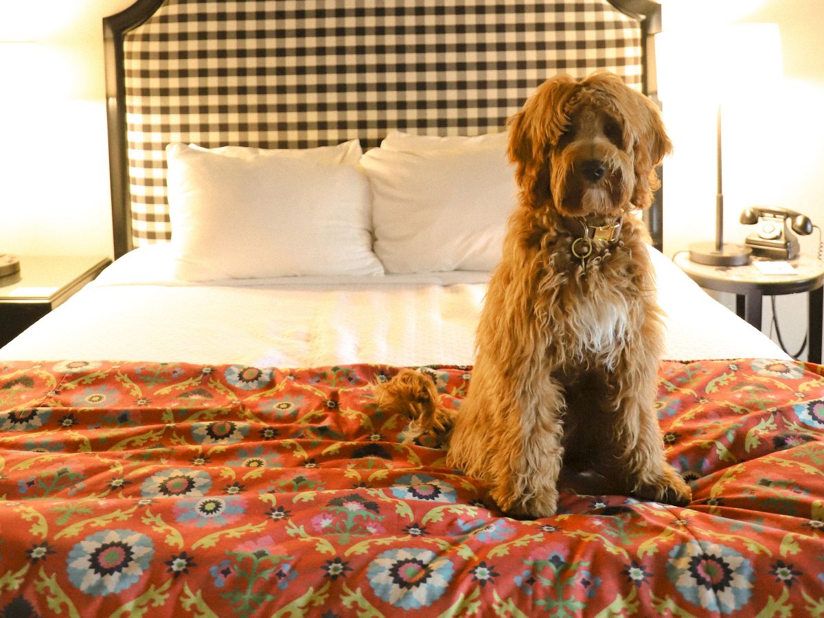 A cozy hotel-style bedroom with a checkered headboard, two lamps, a colorful patterned bedspread, and a dog sitting on the bed, under a decorative horn mount.